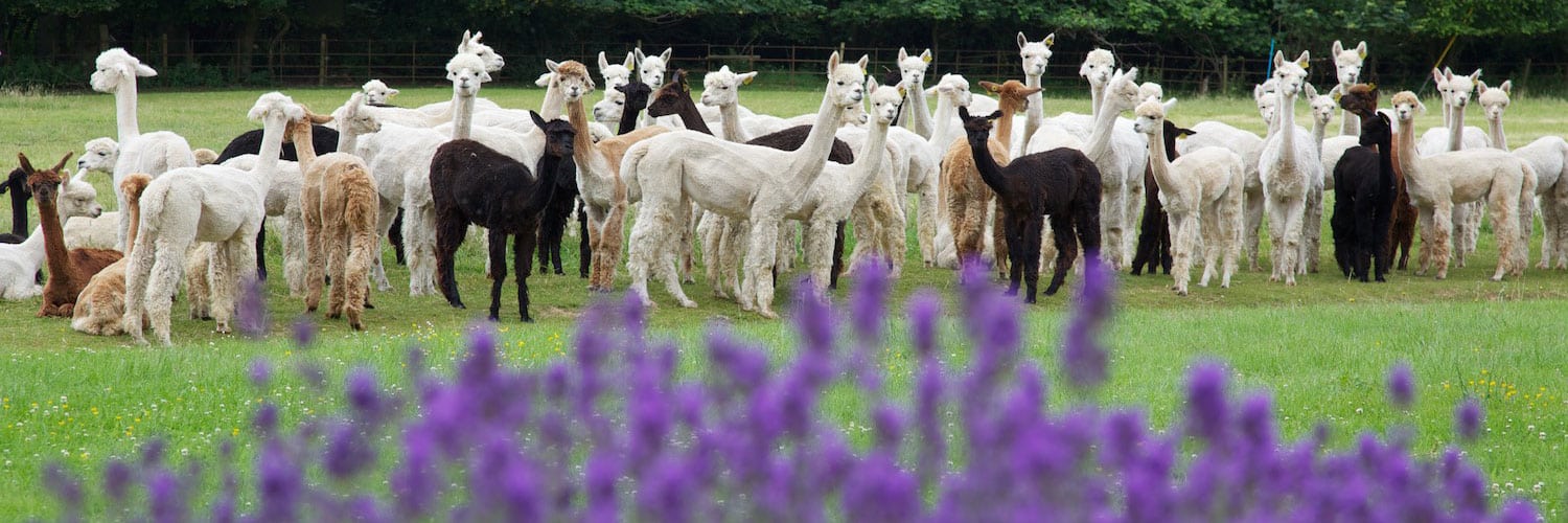 Welcome to Bozedown Alpacas