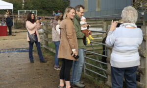 Visitors enjoying alpacas